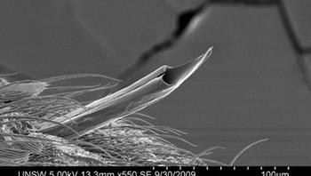 Ini alasannya digigit nyamuk bisa terasa menyakitkan, setajam ini ujungnya. Foto: Ben133uk