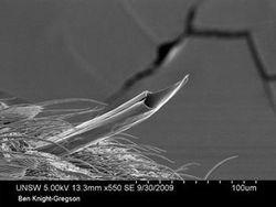 Penampakan Super Keren Kapur sampai Jus Jeruk di Bawah Mikroskop