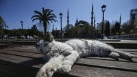 Hanya tampak seekor kucing yang sedang bersantai di halaman Masjid Sultan Ahmed yang ikonik atau yang lebih dikenal sebagai Masjid Biru, di distrik bersejarah Sultanahmet yang sepi karena lockdown guna memutus mata rantai penyebaran virus Corona.