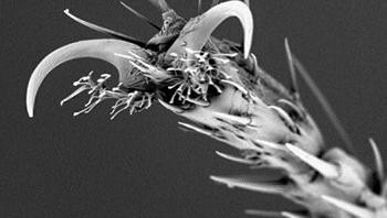 Ketika serangga diamati lebih dekat, hiii! Foto: Wikimedia Commons