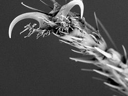 Penampakan Super Keren Kapur sampai Jus Jeruk di Bawah Mikroskop