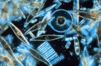 Kapur sampai Jus Jeruk, Penampakan yang Super Keren di Bawah Mikroskop