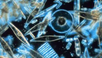 Penampakan air laut yang diperbesar. Foto: N. Sullivan / NOAA / Department of Commerce