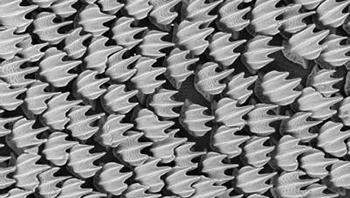 Jadi ini toh, wujud sisik ikan hiu. Foto: George Lauder