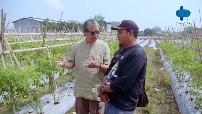 Petani Cabai