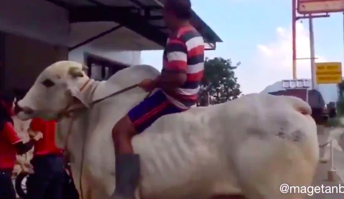 Pria naik sapi ke minimarket