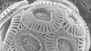 Kapur yang diperbesar tampak seindah ini. Foto: PLOS Biology