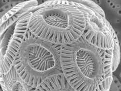 Penampakan Super Keren Kapur sampai Jus Jeruk di Bawah Mikroskop