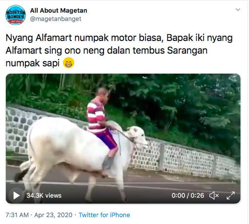 Pria naik sapi ke minimarket