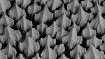 Kalau diperbesar lagi, makin kelihatan sisik super tajam si hiu. Foto: Australian Museum