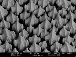 Penampakan Super Keren Kapur sampai Jus Jeruk di Bawah Mikroskop