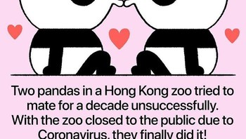 Dua panda di kebun binatang di Hong Kong selama bertahun-tahun tidak berhasil dijodohkan. Dengan ditutupnya kebun binatang karena pandemi, mereka akhirnya bisa kawin. Foto: via Bored Panda