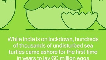 Ketika India lockdown, puluhan ribu penyu tak tersentuh dan mereka ke pantai untuk pertama kalinya setelah bertahun-tahun. Penyu ini menghasilkan sekitar 60 juta telur. Foto: via Bored Panda