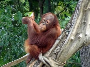 Tolong! Ratusan Hewan di Taman Satwa Cikembulan Garut Terancam Kelaparan