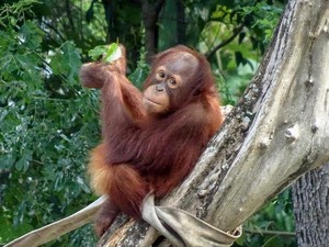 Orang Utan Rocky Dilepasliarkan di Taman Nasional Bukit Tigapuluh Riau