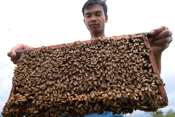 Meningkatnya permintaan madu di tengah pandemi Corona membuat harga madu alami lonjakan. Kenaikan harga madu itu pun bervariasi tergantung jenisnya.