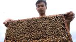 Harga Madu Melonjak Imbas Wabah Corona