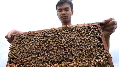 Harga Madu Melonjak Imbas Wabah Corona