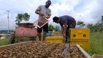 Harga Madu Melonjak Imbas Wabah Corona