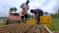 Menurut peternak sejak wabah COVID-19 beberapa waktu lalu permintaan madu mengalami lonjakan sehingga harga madu naik drastis.