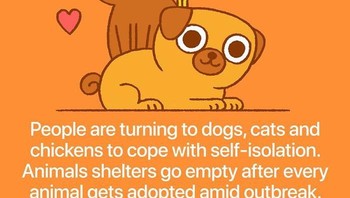 Orang-orang bercengkrama dengn hewan, mulai dari ayam, anjing dan kucing selama masa isolasi. Animal shelter kosong karena banyak yang berminat mengadopsi hewan selama pandemi. Foto: via Bored Panda