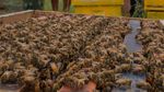 Harga Madu Melonjak Imbas Wabah Corona