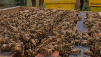 Madu Karet harga sebelumnya Rp 40.000 menjadi Rp 65.000 per kilogram dan madu Randu naik dari Rp  65.000 menjadi Rp 85.000 per kilogram.