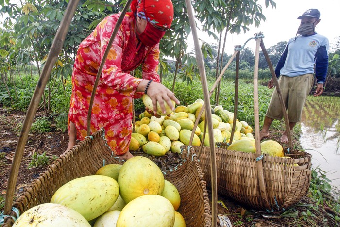 Petani membawa buah timun suri hasil panen di Pondok Rajeg, Bogor, Jawa Barat, Senin (27/4/2020). Timun suri menjadi salah satu buah favorit yang dijadikan bahan minuman untuk menu berbuka puasa yang dijual Rp15 ribu hingga Rp30 ribu per buah tergantung ukuran. ANTARA FOTO/Yulius Satria Wijaya/hp.