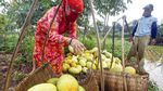 Melihat Panen Timun Suri di Bogor
