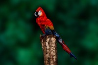 bodypainting keren
