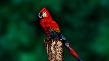 Ini adalah manusia yang duduk di pohon dengan lukisan burung kakak tua. (Foto: Boredpanda)