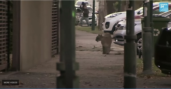 Puma muda berjenis kelamin perempuan mengejutkan warga Kota Santiago, Chile. Hewan liar ini tertarik turun ke kota untuk mencari makan karena keadaannya yang tak lagi bising dan lengang (Foto: France24) Puma muda berjenis kelamin perempuan mengejutkan warga Kota Santiago, Chile. Hewan liar ini tertarik turun ke kota untuk mencari makan karena keadaannya yang tak lagi bising dan lengang (Foto: France24)