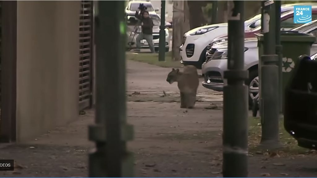 Ngeri! Seekor Puma terekam CCTV Berlarian di Tengah Kota di Argentina