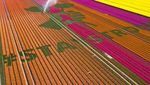 Pesan Solidaritas Corona dari Hamparan Bunga Tulip