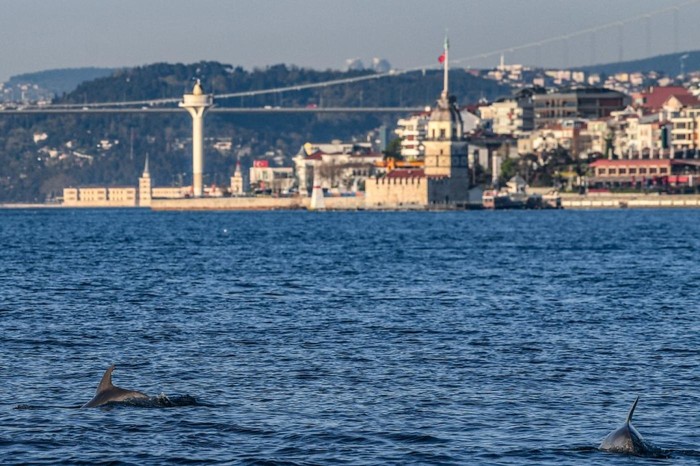 Lumba-Lumba di Istanbul