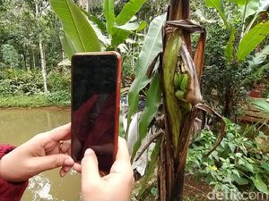 Unik! Pohon Pisang di Ciamis Berbuah di Tengah Batang