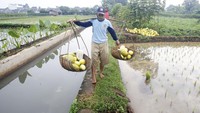 Timun suri menjadi salah satu buah favorit yang dijadikan bahan minuman untuk menu berbuka puasa.