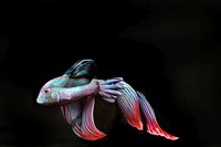 bodypainting keren