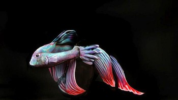 Ikan cupang ini cuma body painting lho (Foto: Boredpanda)
