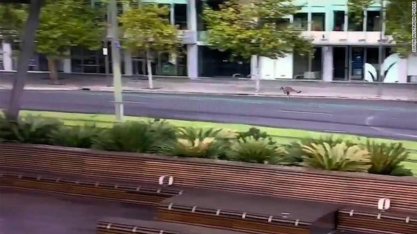 Seekor kanguru melompat-lompat di jalanan Adelaide yang kosong di Australia. Kota itu memang sedang kosong karena lockdown saat virus Corona (Foto: CNN)