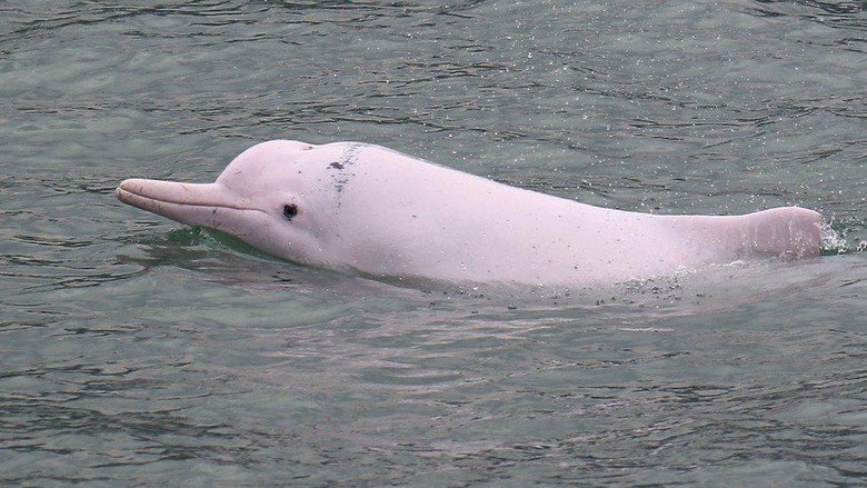 Lumba-lumba pink: Apakah mamalia langka ini terancam punah di Hong Kong?
