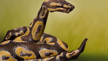 Gambar ular sanca yang begitu detail di tubuh manusia. (Foto: Boredpanda)