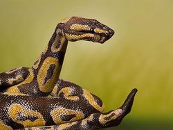 Keren! Kumpulan Karya Body Painting yang Menipu Mata