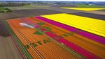 Pesan Solidaritas Corona dari Hamparan Bunga Tulip