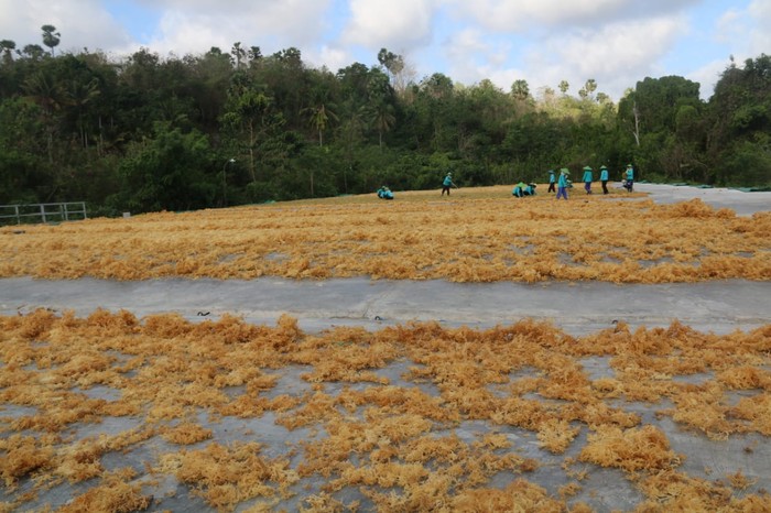 rumput laut