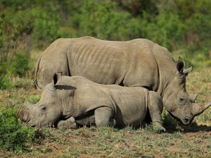 40 Tahun Dinyatakan Punah, Badak Hidup Lagi di Mozambik