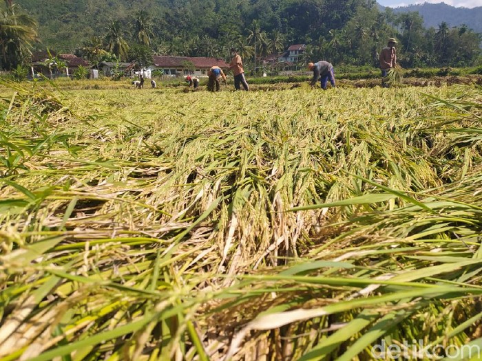 Ibarat jatuh tertimpa tangga, itulah yang dialami petani Desa Gayuhan, Arjosari, Pacitan. Belum tuntas serangan wereng, tanaman padi mereka diterjang angin kencang.
