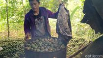 Berkah Ramadhan, Petani di Pekalongan Sehari Jual 30 Kg Kolang-Kaling