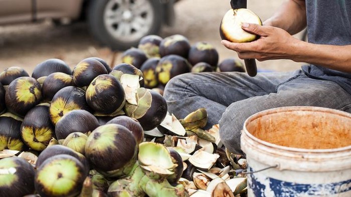 Buah lontar