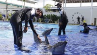 Lumba-lumba ini dilatih selama lokasi ini tutup karena adanya wabah virus corona.  